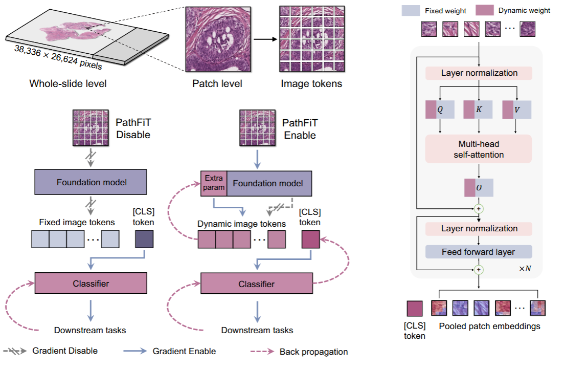 Unlocking adaptive digital pathology through dynamic feature learning
